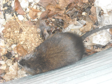 Muskrat that caused major damage removed by SUburban Wildlife Control